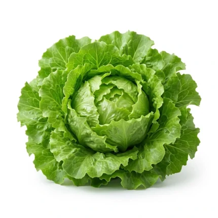 Fresh lettuce salad patta leaves isolated on white background
